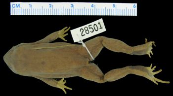 Media type: image; Herpetology A-28501